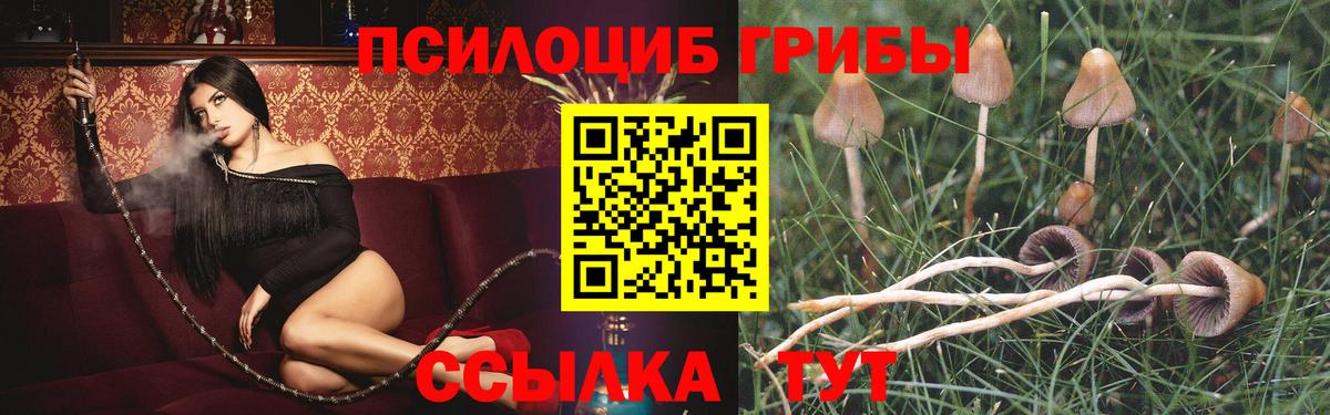 Галлюциногенные грибы Psilocybine cubensis Муравленко